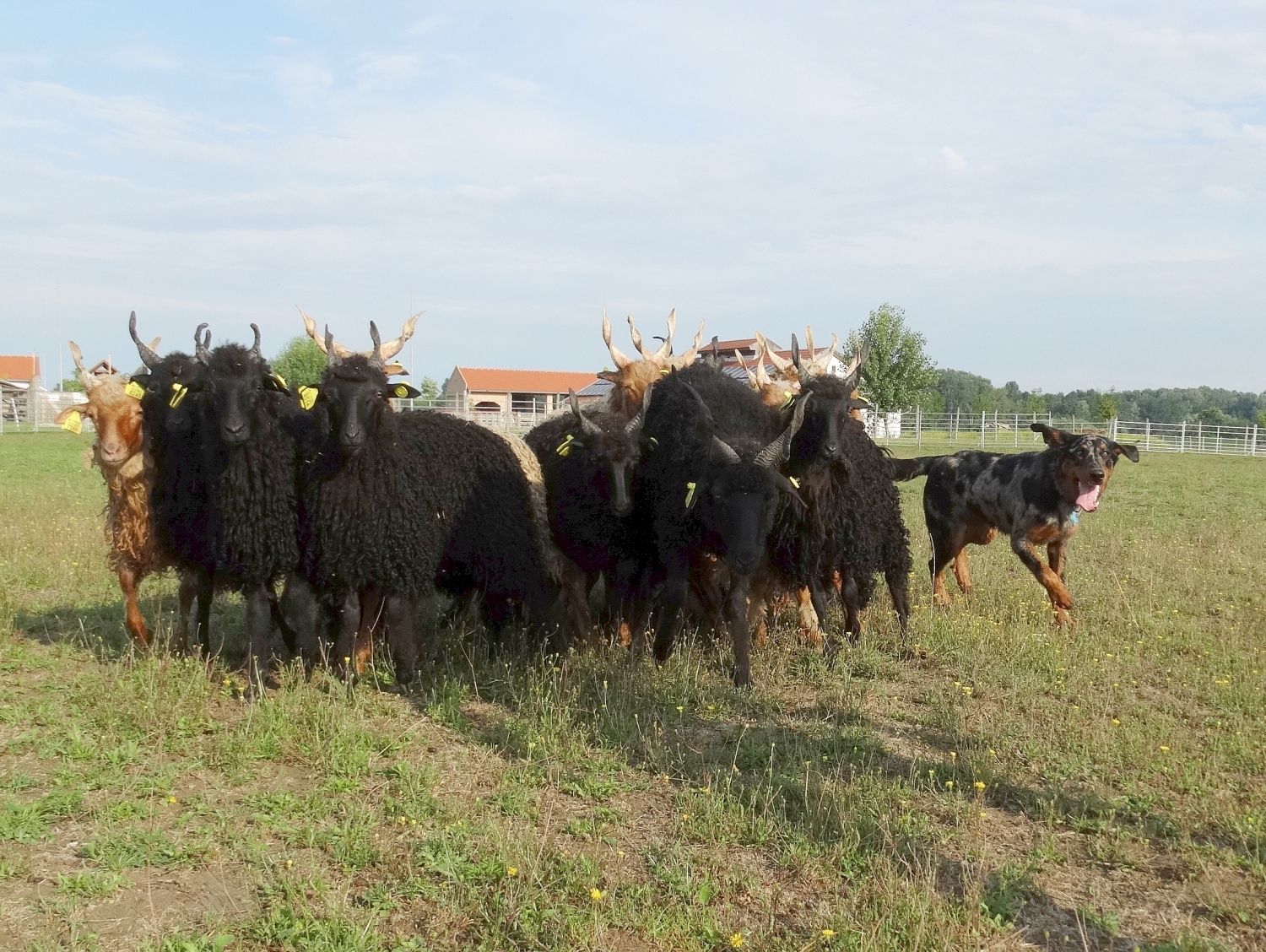 herding-beauceron.jpg