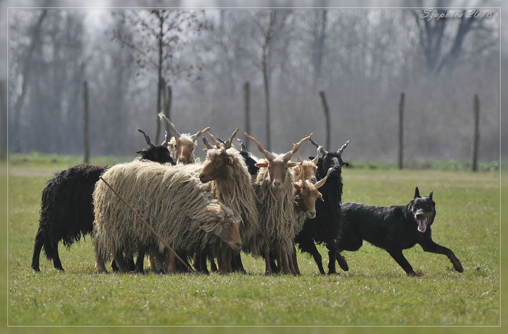 herding-trial-beauceron-pogo.jpg