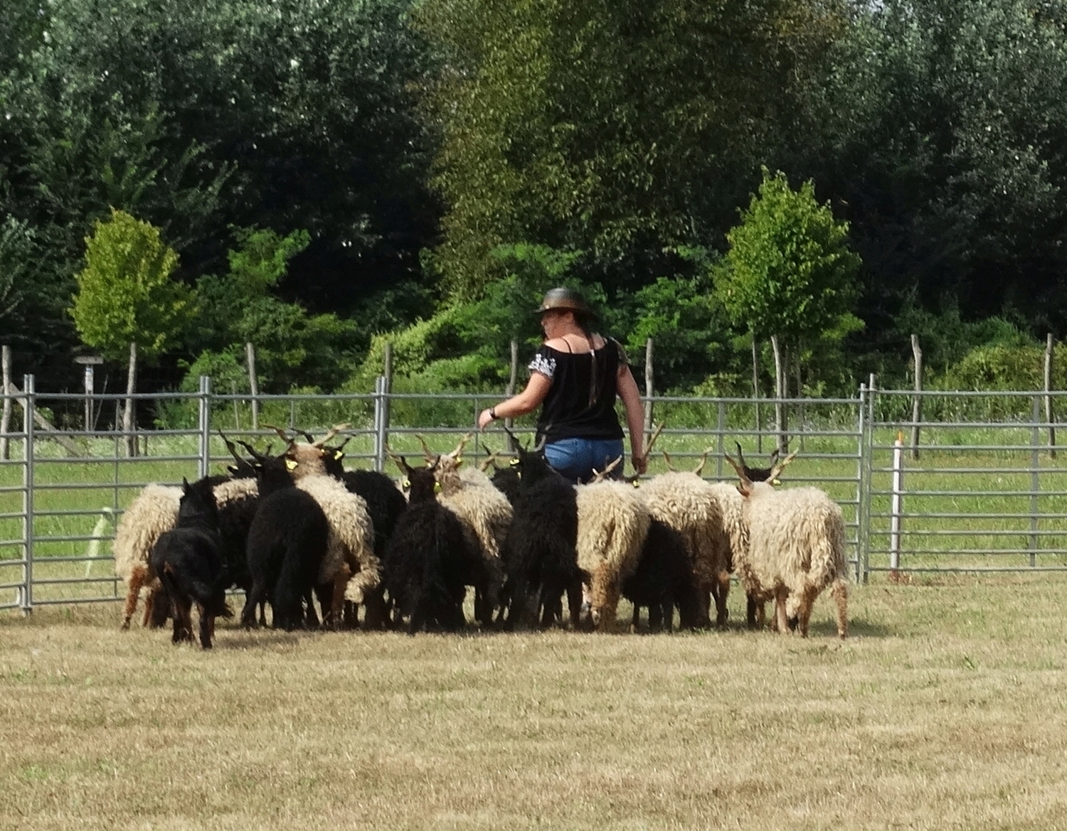 herding-trial-beauceron.jpg