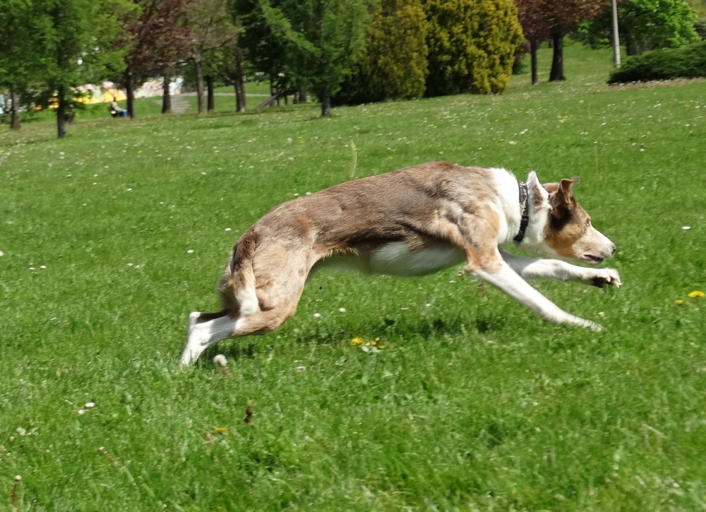 lurcher-frisbee-canine-dog-whippy-ozzy-gardiens-du-chaos-kennel.jpg