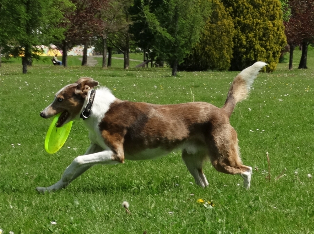 lurcher-frisbee-canine-dog-whippy-ozzy-gardiens-du-chaos-kennel2.jpg