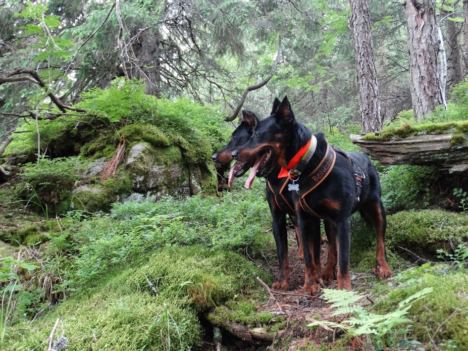 nagyszaloki-csucs-tura-beauceron.jpg