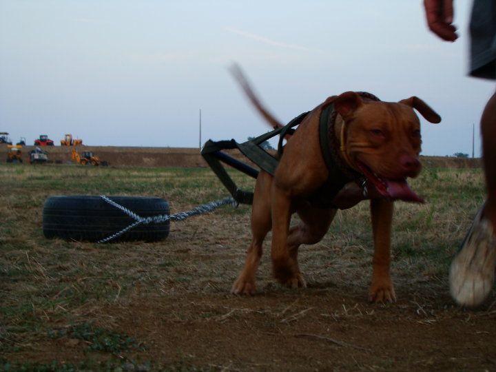 pit-bull-pitbull-weight-pull-canine-training-edzes-kutya-dog-sulyhuzas-2.jpg