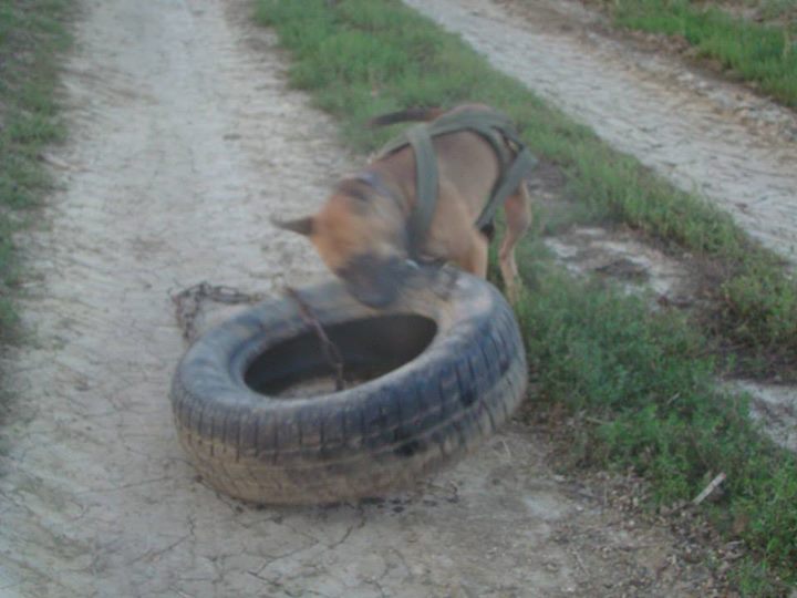 pit-bull-pitbull-weight-pull-canine-training-edzes-kutya-dog-sulyhuzas-fail.jpg