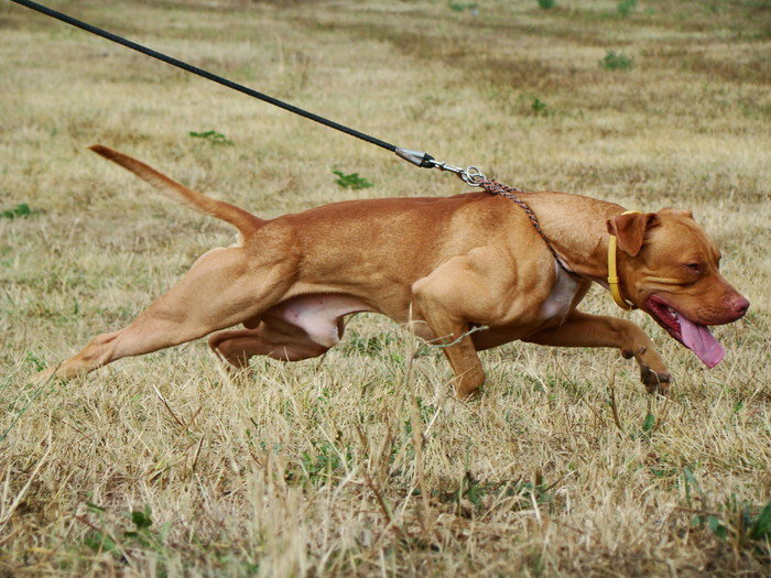 pit-bull-pitbull-weight-pull-canine-training-edzes-kutya-dog-sulyhuzas-muscle-structure.jpg
