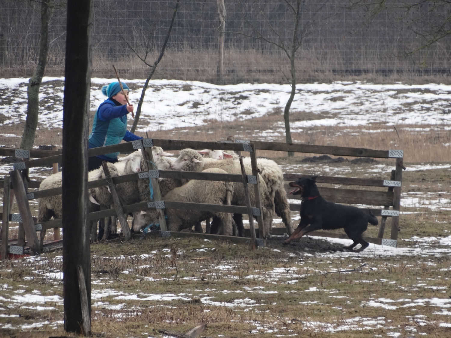 pogo-herding-beauceron-troupeau.jpg