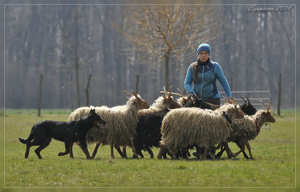 pogo-herding-trial-beauceron.jpg