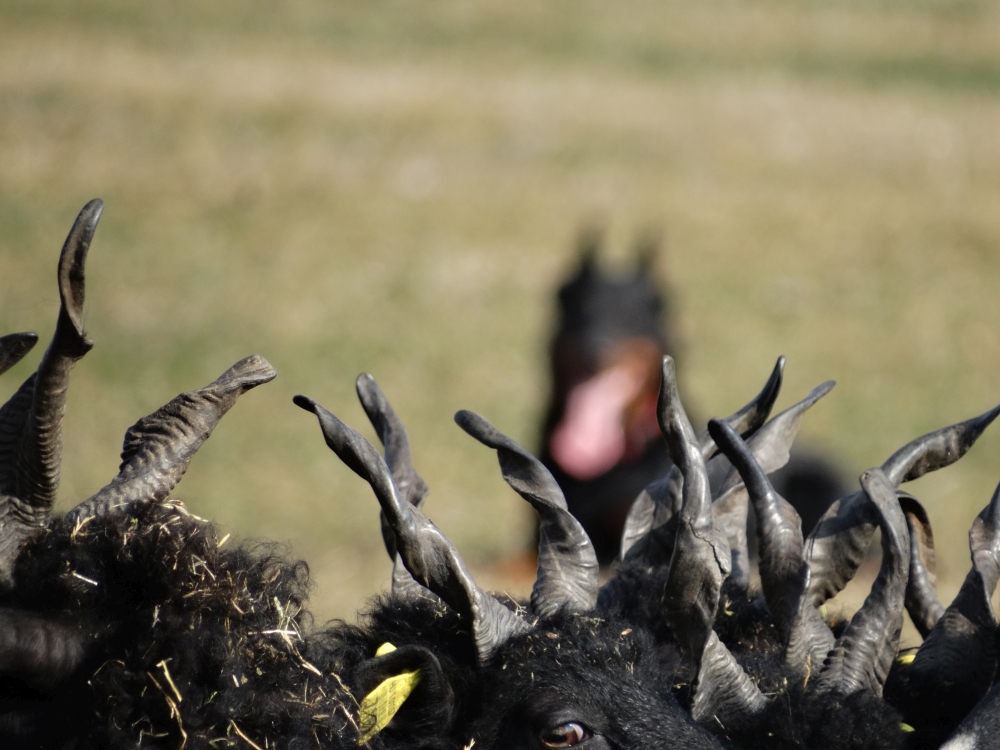 racka-sheep-herding-beauceron.jpg