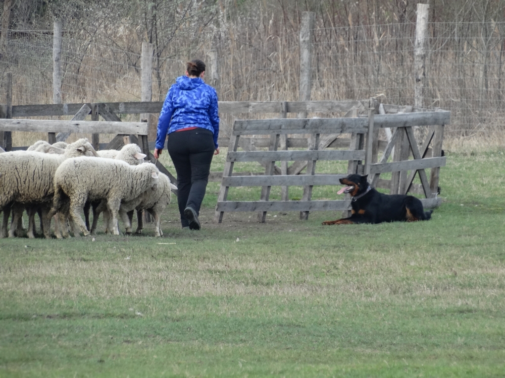 rebelle-beauceron-berger-de-beauce-gardiens-du-chaos-kennel-working-dog-sport-herding-troupeau-sheepdog.jpg
