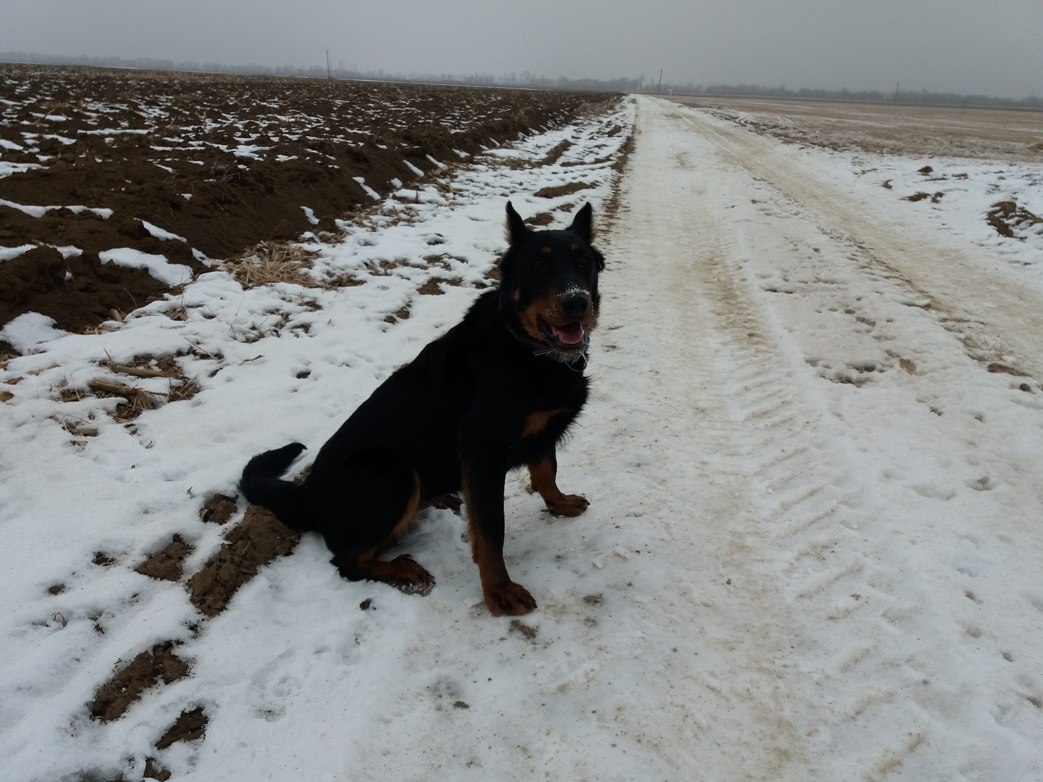 rebelle-beauceron-berger-de-beauce-working-dog-herding-troupeux-chien-gardiens-du-chaos.jpg