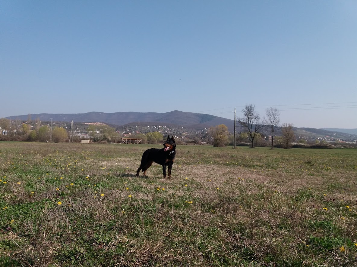 rebelle-beauceron-gardiens-du-chaos.jpg