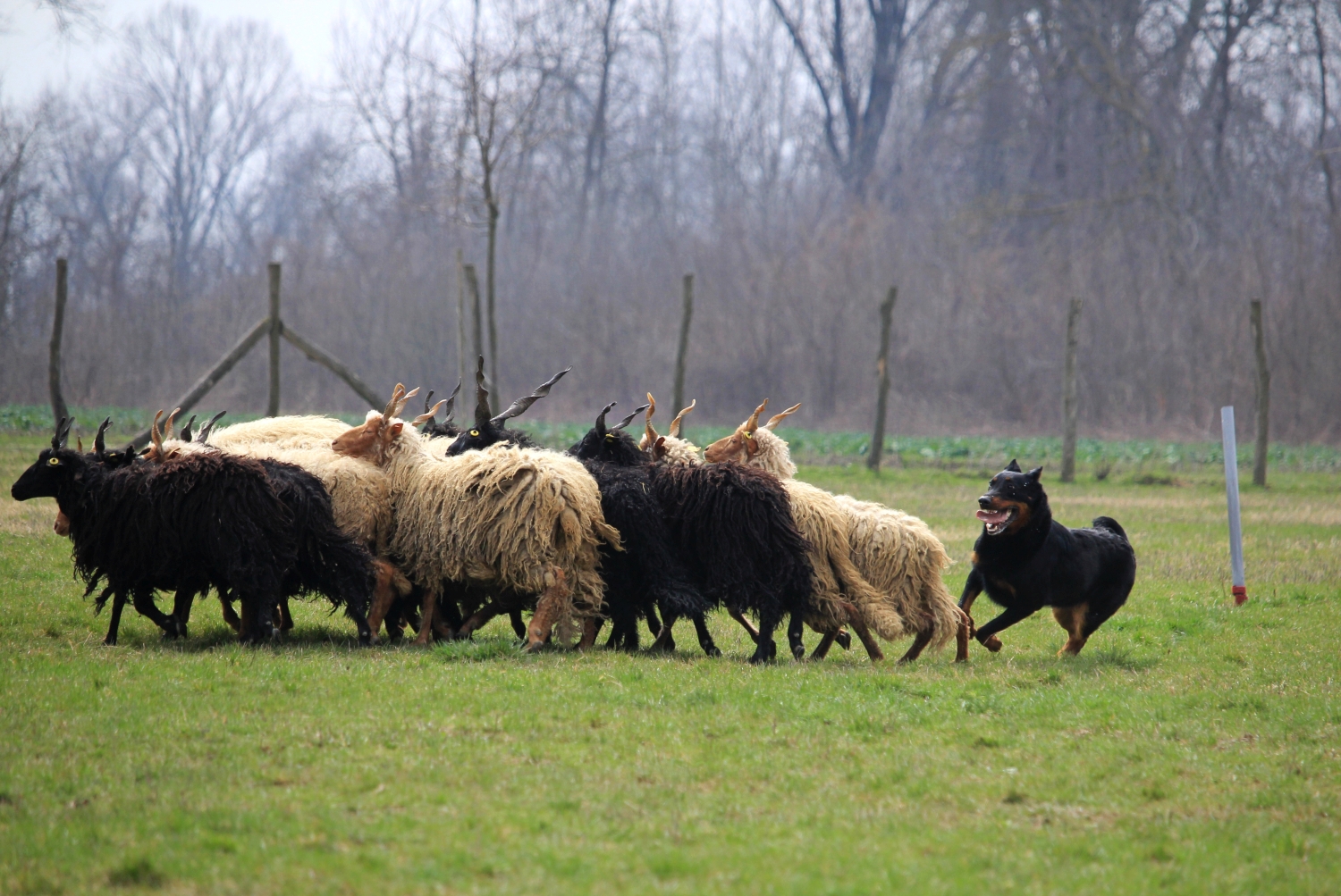 rebelle-herding-trial-beauceron.jpg