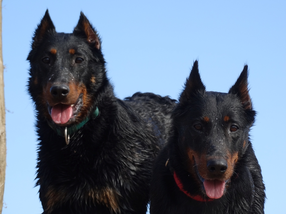 rebelle-pogo-beauceron-gardiens-du-chaos.jpg