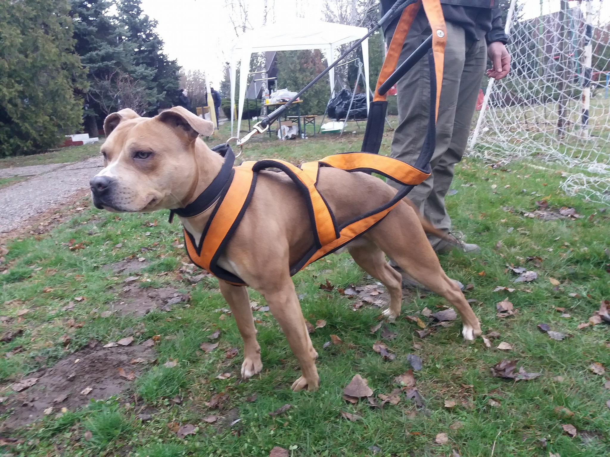 staffordshire-terrier-amstaff-staffie-staff-weight-pull-canine-dog-maddox-sportstaff-sport-working-training.jpg