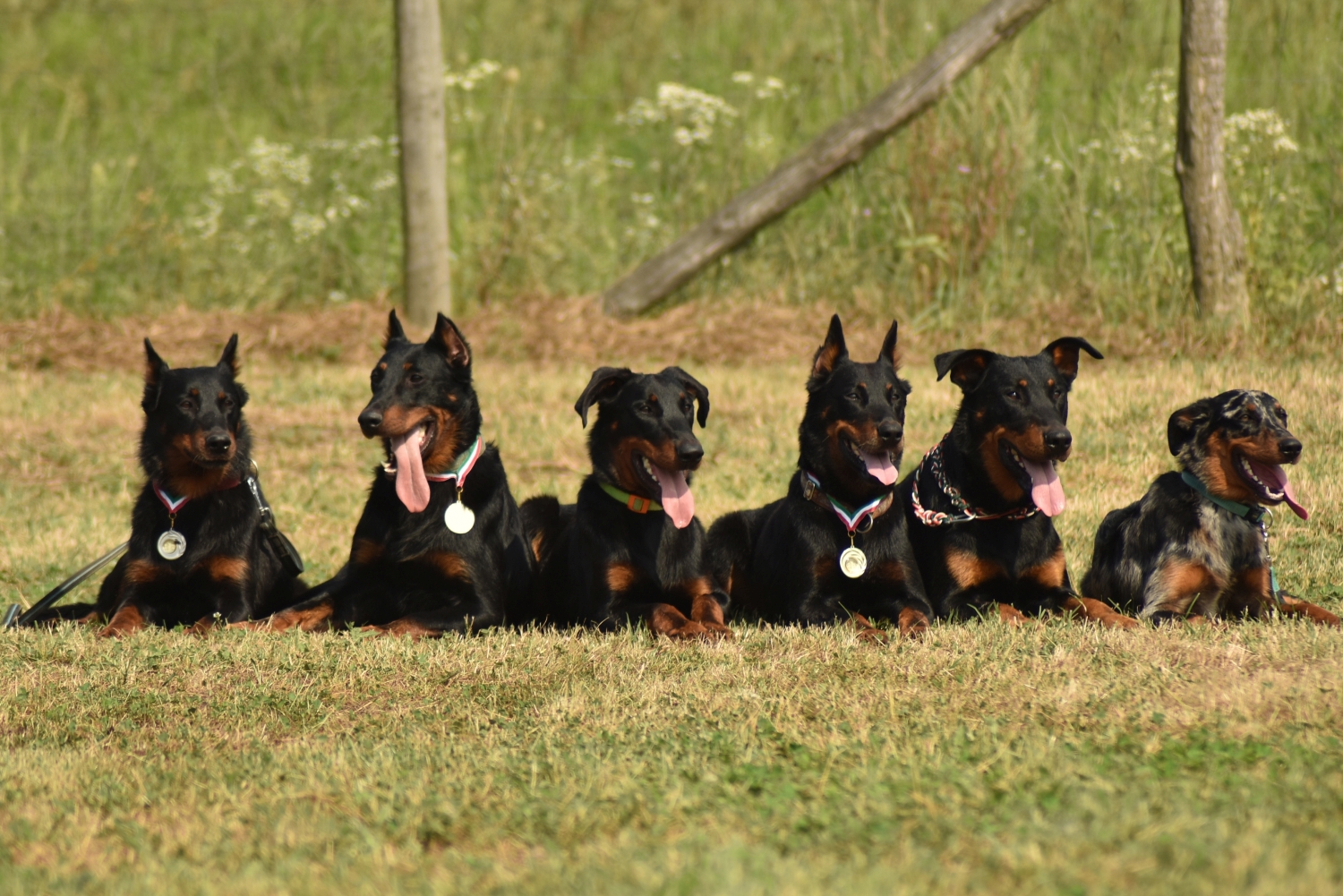 szaporca-tereloverseny-herding-trial-beauceron_1.jpg