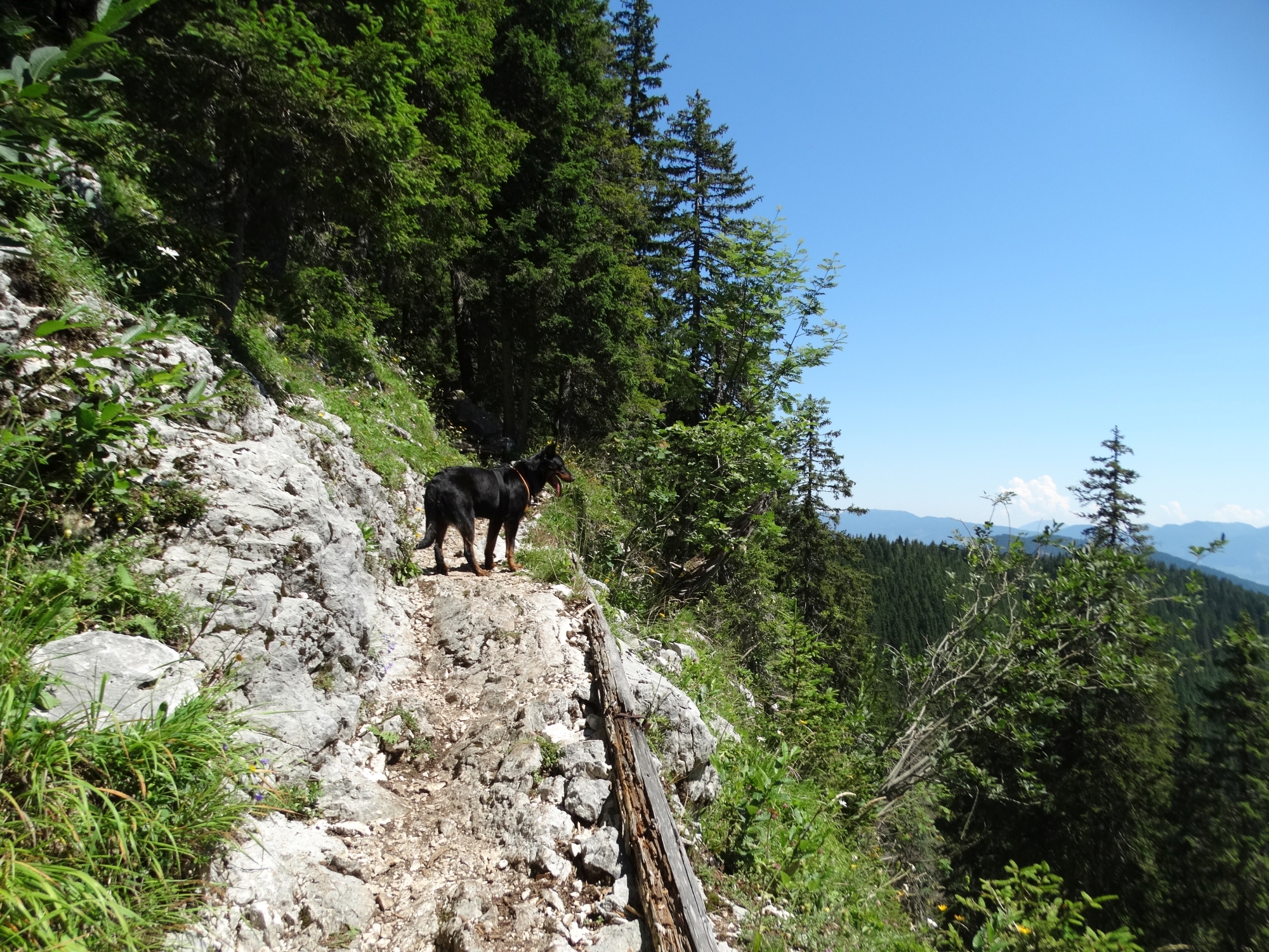 visevnik-beauceron-rebelle.jpg