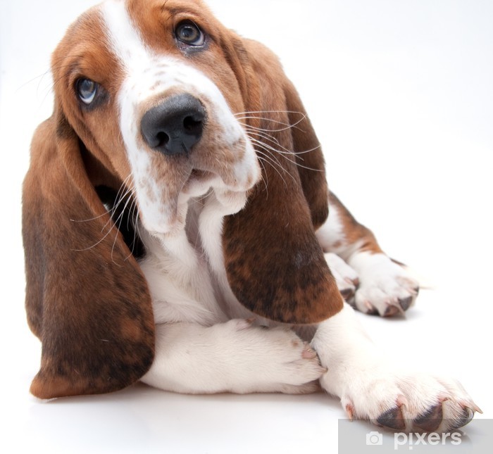 posters-basset-hound-puppy-closeup_jpg.jpg