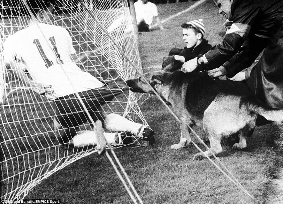 fortuna_dusseldorf_s_dieter_woske_wasn_t_expecting_this_when_he_slid_into_the_net_trying_to_convert_a_cross_during_a_german_league_clash_with_koln_in_1959_as_a_police_alsation_attempts_to_relieve_him_of_his_shorts_j.jpg