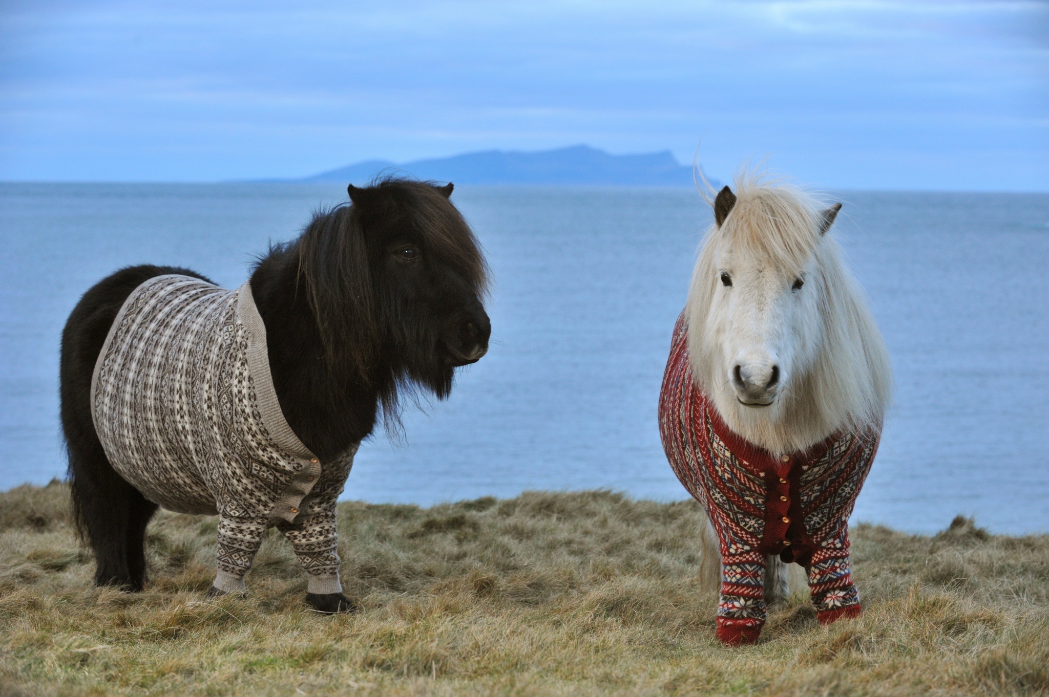 shetland-ponies-cardigans.jpg