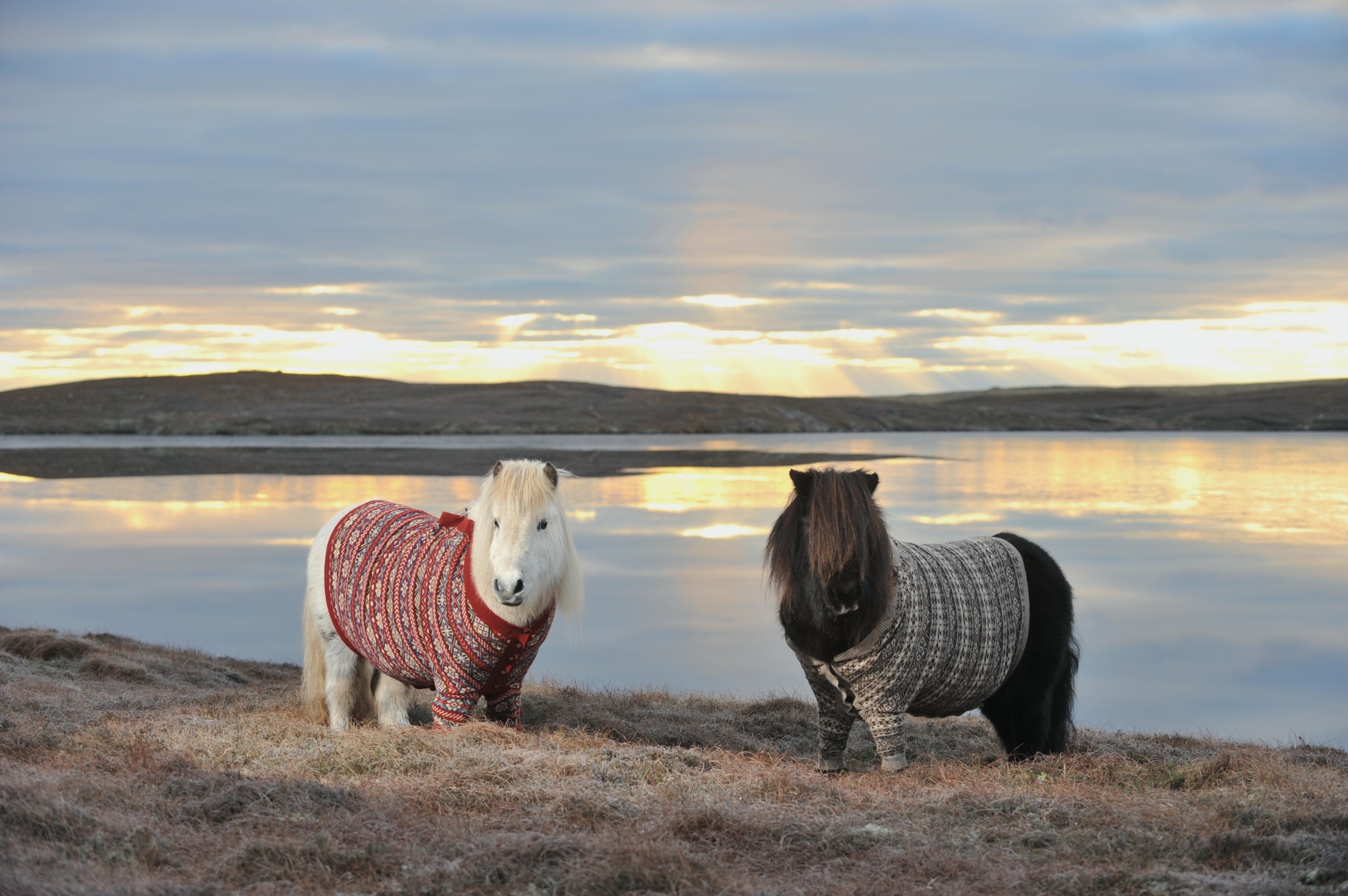 shetland-ponies-cardigans3.jpg