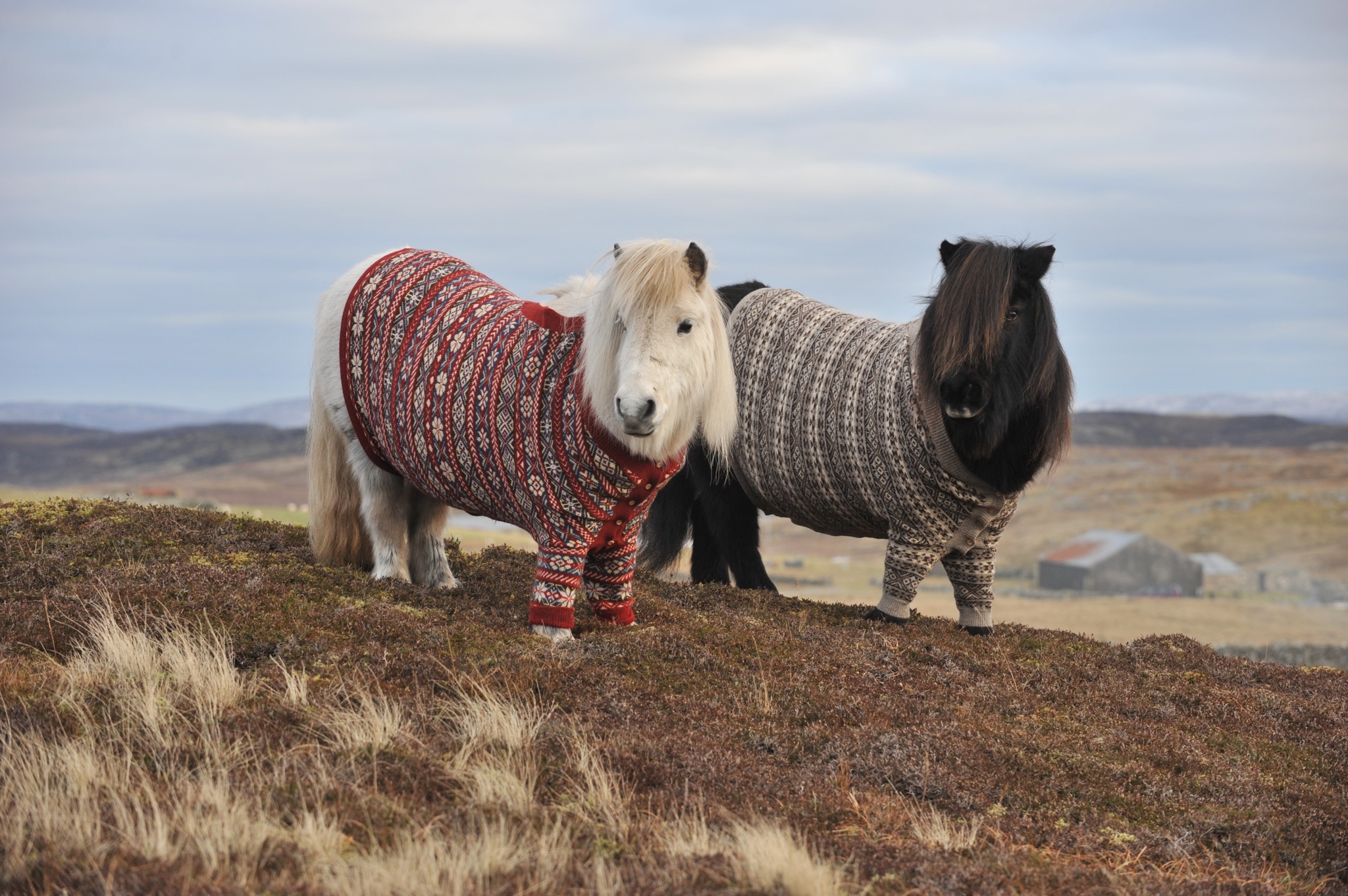 shetland-ponies-cardigans4.jpg