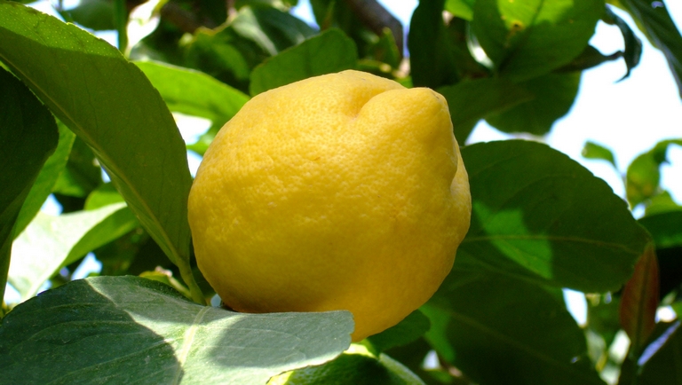citrom_1.jpg