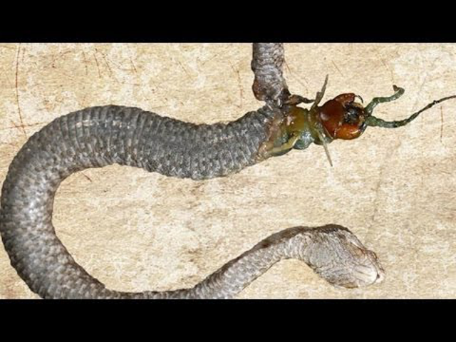 Biohorror: kígyó vs százlábú