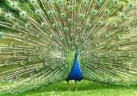 peacock.jpg