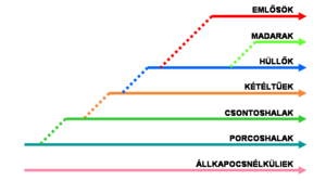 300px-vertebrate-groups-hu.png