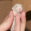 mini patkány