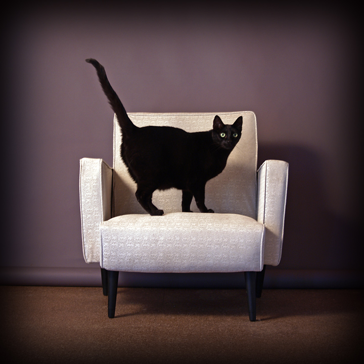 Cat_Sitting_by_zapfino.jpg