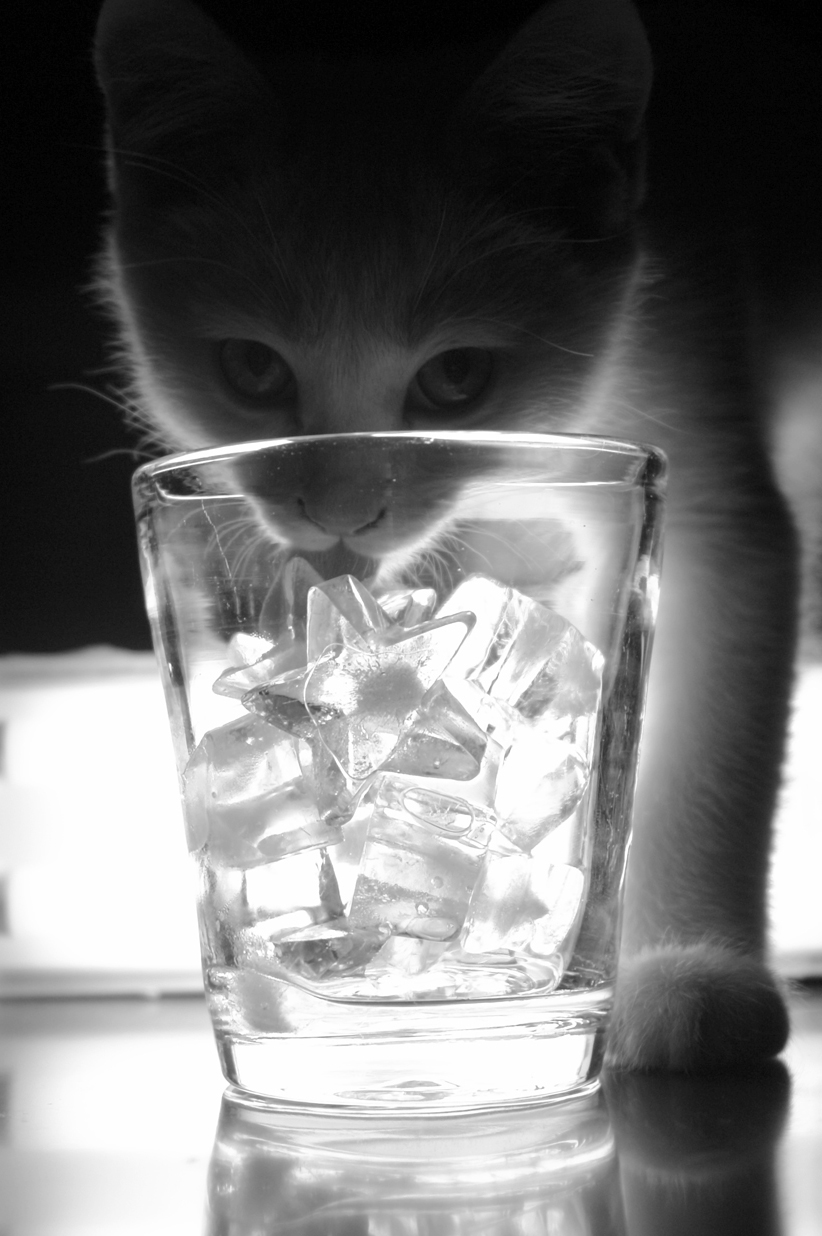 alcoholic_cat_by_yasemins.jpg