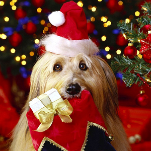 15 vicces tipp, hogyan óvd meg a karácsonyfát a háziállatoktól