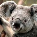 Koala klamídia és más állati betegségek