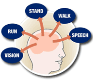 neuro1bis.gif