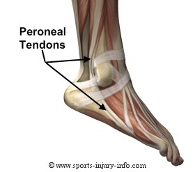 peroneal-tendons.jpg