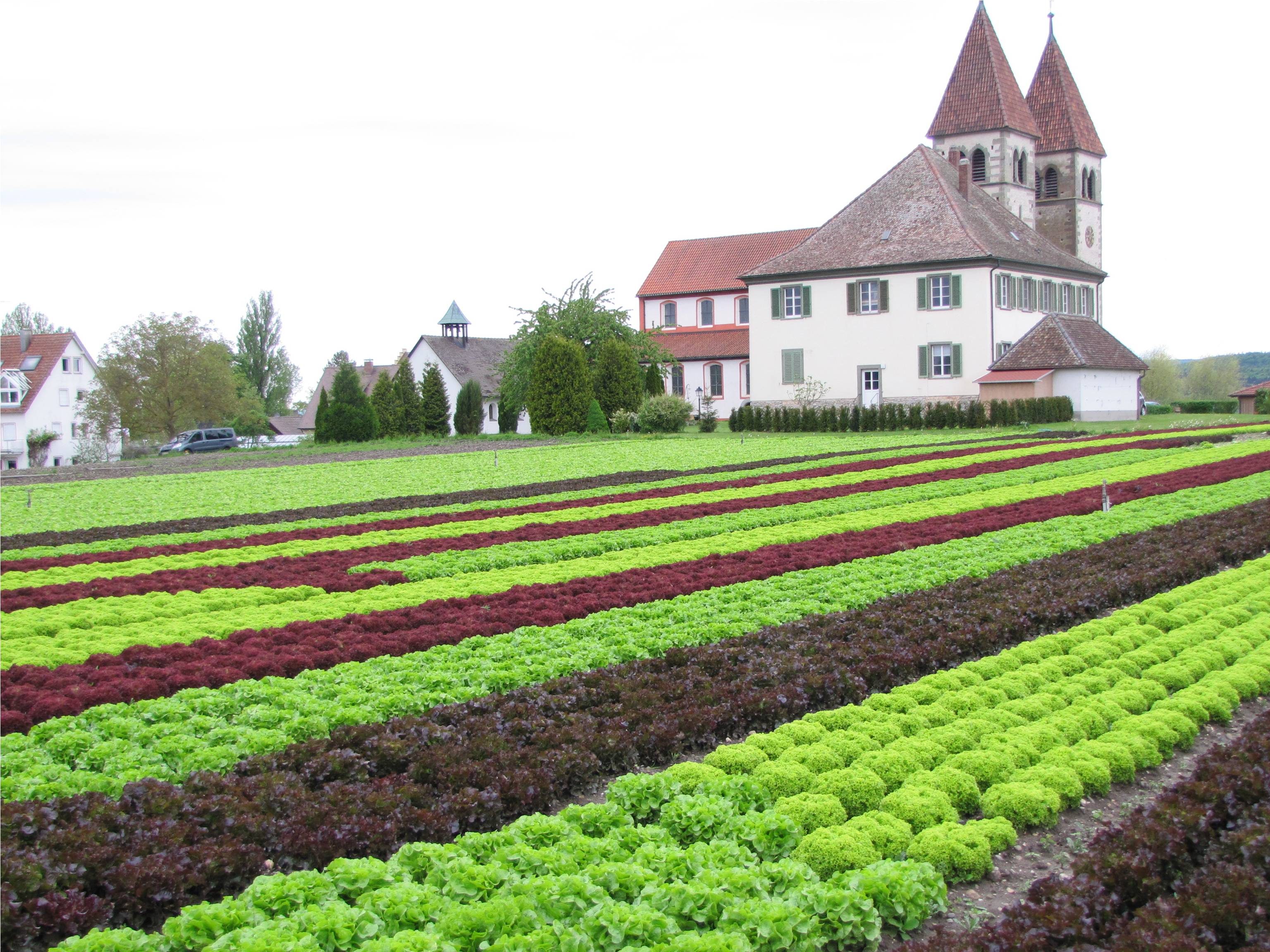 bodensee6.jpg