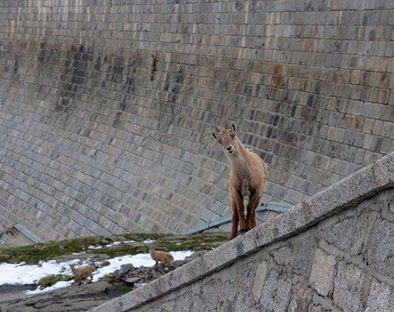 goats_on_dam_05.jpeg