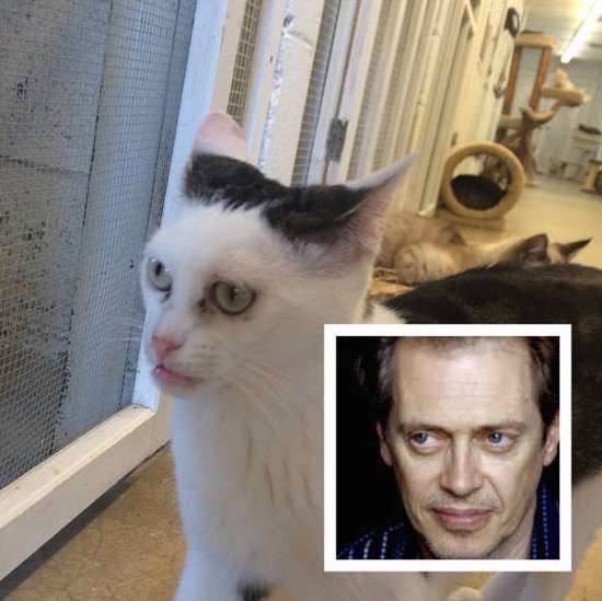 catbuscemi.jpg