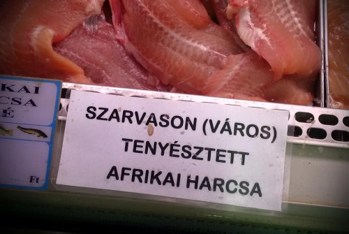 szarvason.jpg