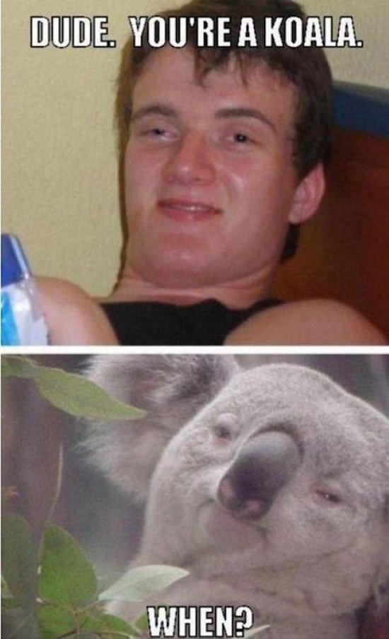 koala.jpg