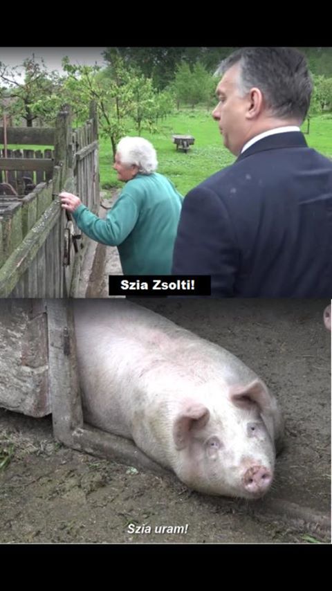 zsolti.jpg