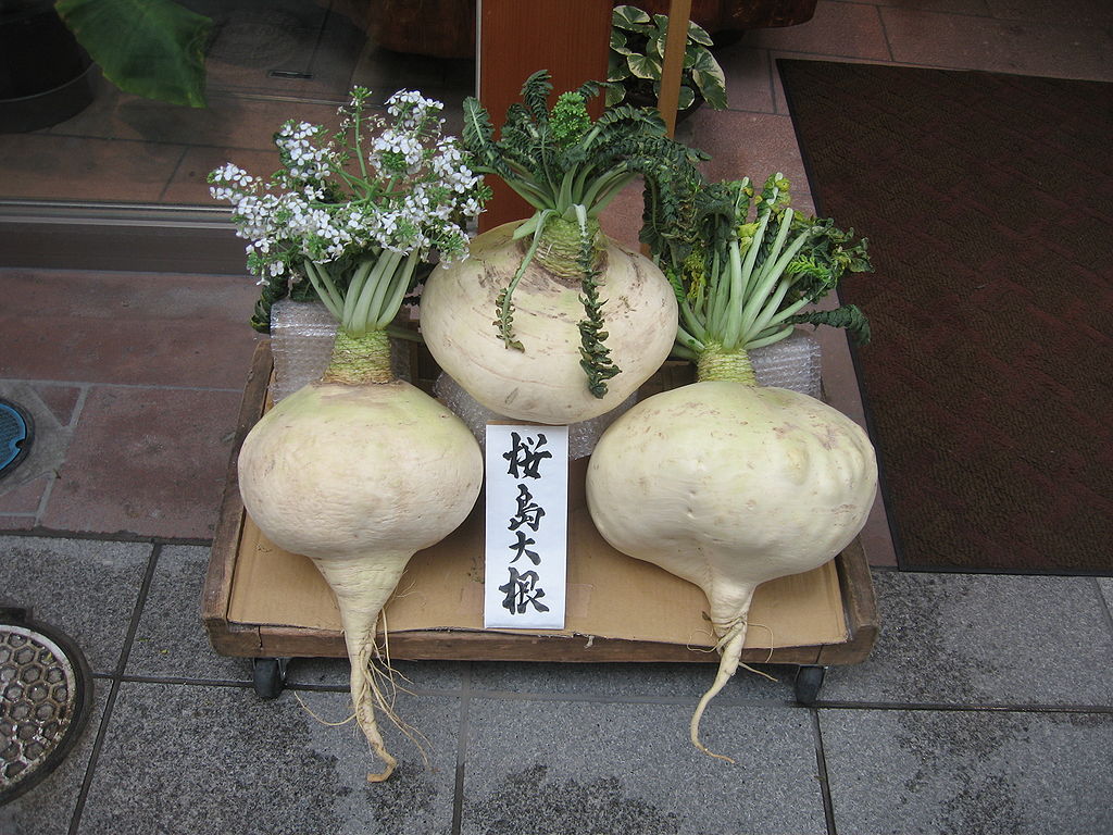 sakurajima_daikon.jpg