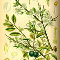 Prunus Spinosa