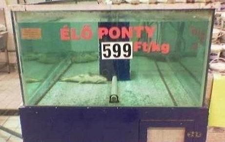 elo_ponty1.jpg