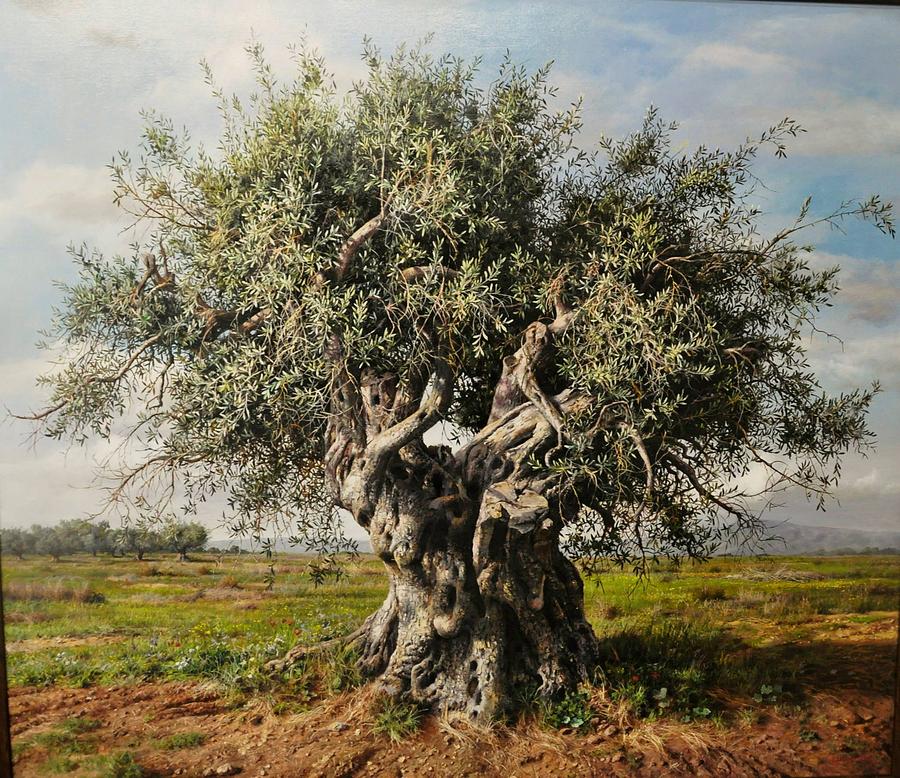 olive-tree-7.jpg