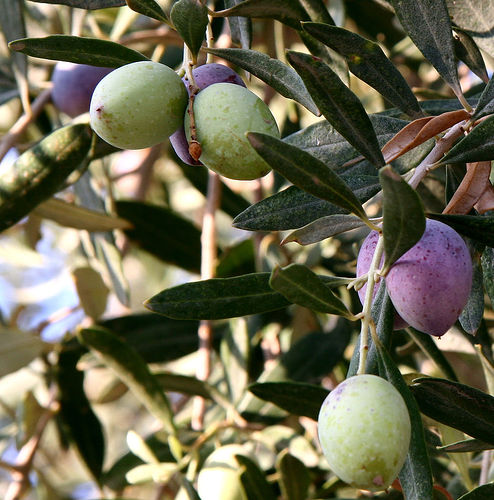 olivesfromjordan.jpg