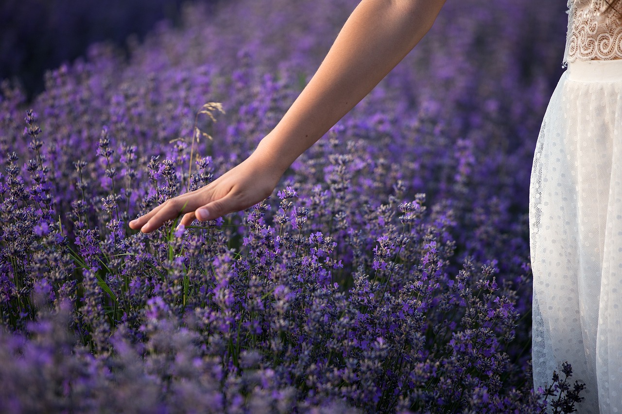 lavender-3576129_1280.jpg