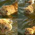 Igenis tudnak úszni a macskák!