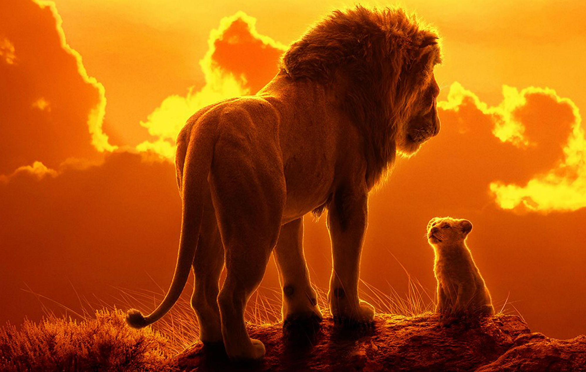 3558887-lionking.jpg